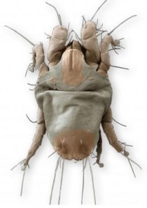 A dehydrated male house dust mite with a collapsed shell and enlarged front legs (a fighter mite).