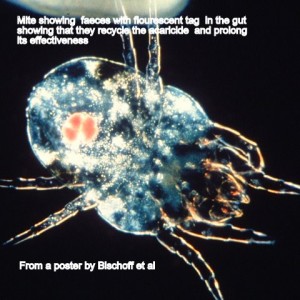 House dust mite digesting food contaminated with an acaricidal product (Acarosan).