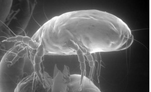 Scanning electron micrograph of a house dust mite whose body is swollen with water, appearing transparent.