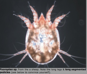 Microscopic photograph of Psoroptes ovis, the sheep scab mite.