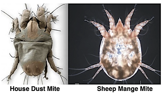 Comparison image of a house dust mite next to a parasitic mange mite, highlighting their evolutionary relationship.