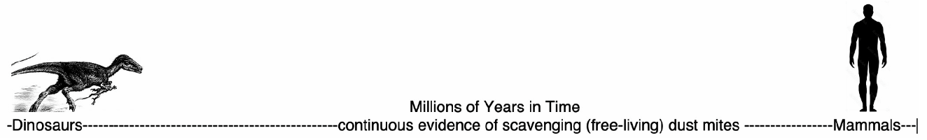 Illustration showing the house dust mite's evolutionary path from warm-blooded dinosaurs to modern mammals.
