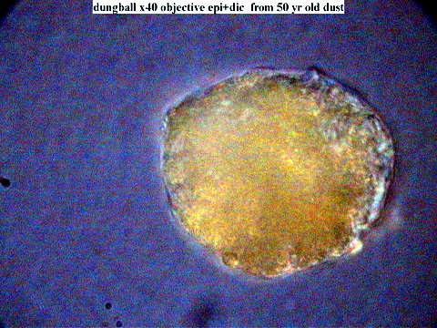 Microscopic image of an intact house dust mite dropping encasing the mite’s active digestive enzyme.