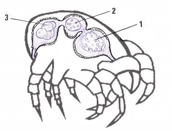Diagram showing Der p23 creation in the mite gut