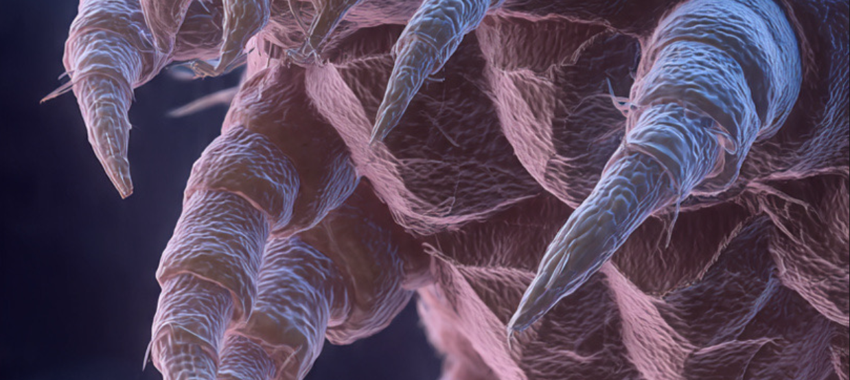 Diagram showing the multi-chambered gut of a house dust mite